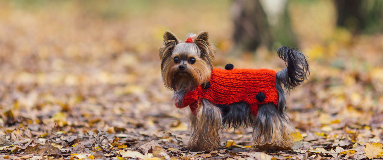 cute yorkshire terrier puppy in a red jersey walks in autumn park