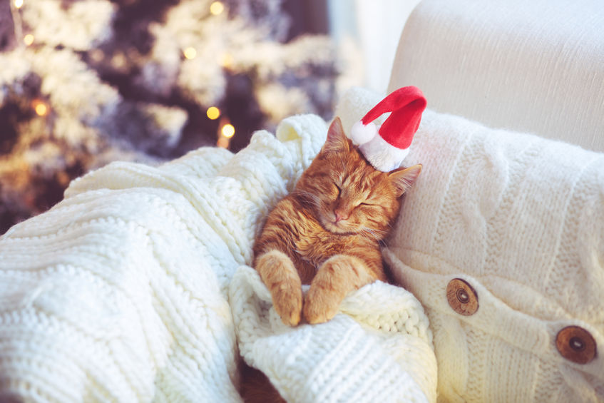 34218680 - lovable ginger cat wearing santa claus hat sleeping on chair under christmas tree at home