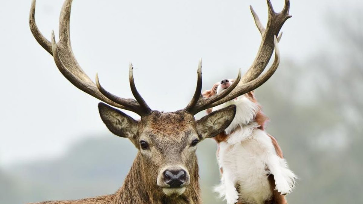 are antlers safe for dogs