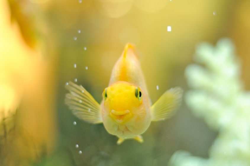 13626297 - happy gold parrot fish in aquarium