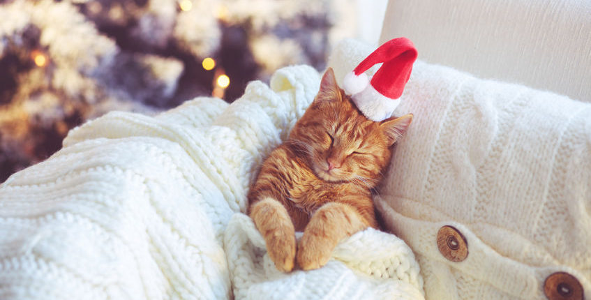 lovable ginger cat wearing santa claus hat sleeping on chair under christmas tree at home