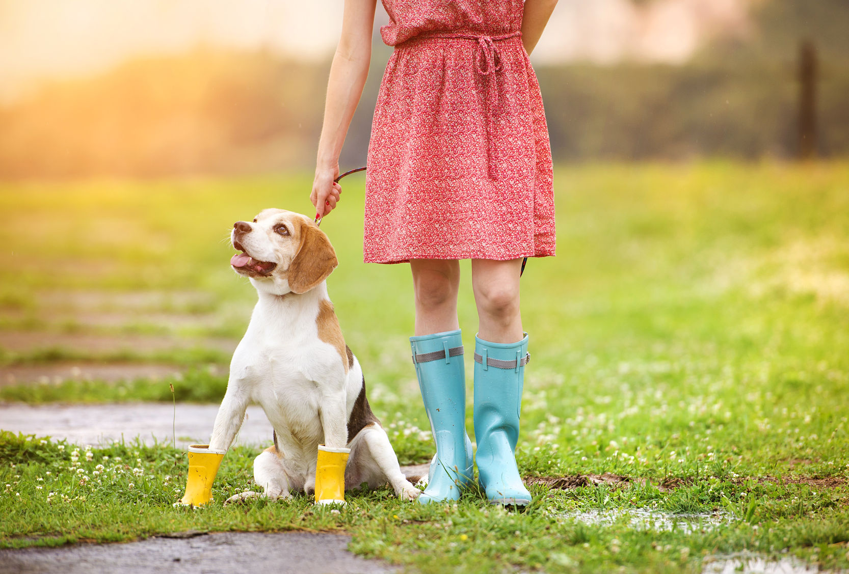  young woman in dress and turquoise wellies walk her beagle dog in a park
