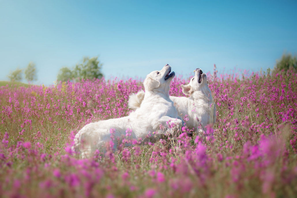 42904567 - beautiful dog in flowers field, on the nature of motion