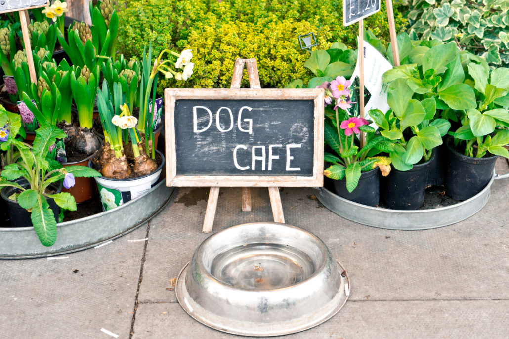 44151389 - a water bowl for dogs and a sign at a florist shop in the uk
