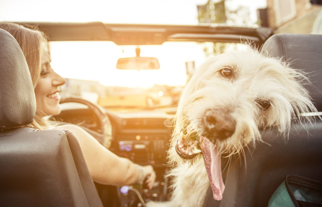 Top 10 Dog Friendly Vacation Ideas California HealthyPets Blog