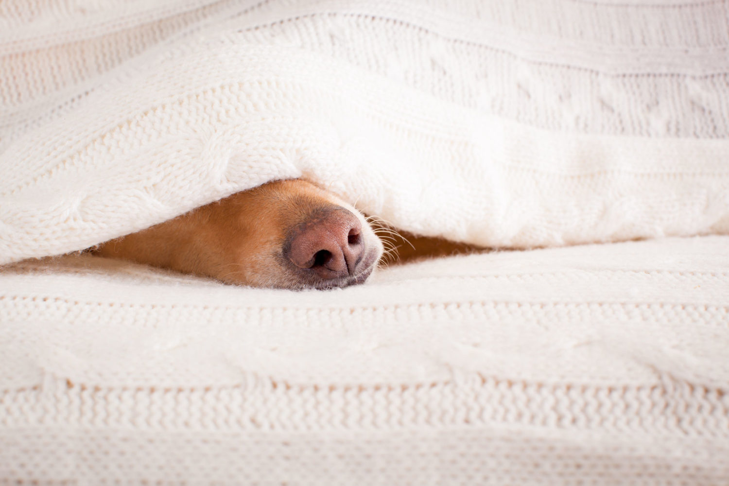 Can Dogs Be Allergic to Their Beds? HealthyPets Blog