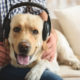 happy dog lying on a sofa with the owner while wearing headphones and looking into a camera