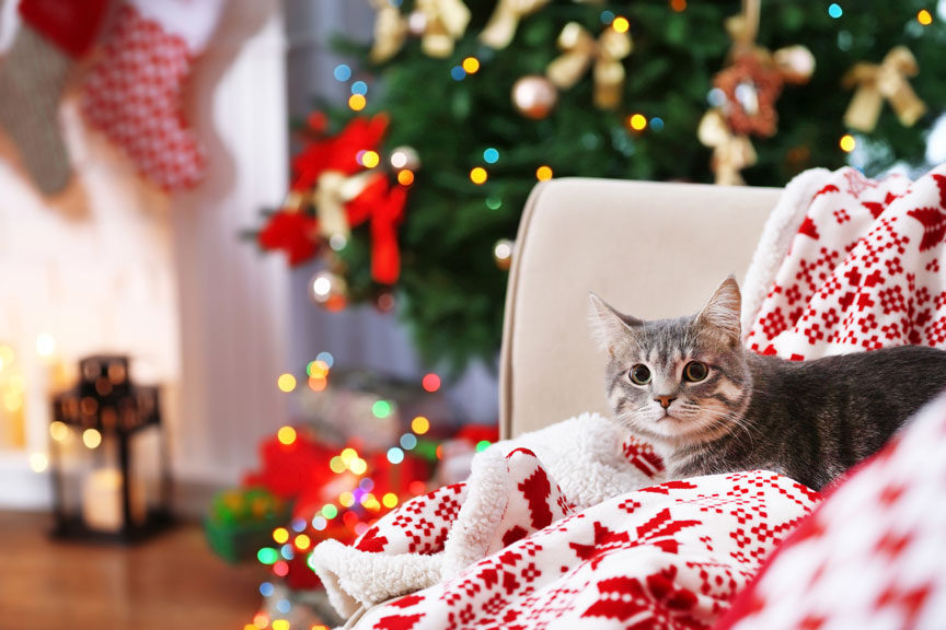 6 Ways to Keep Your Feline Comfortable This Holiday Season ...