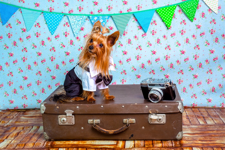 Top 10 Dog Friendly Vacation Ideas California HealthyPets Blog
