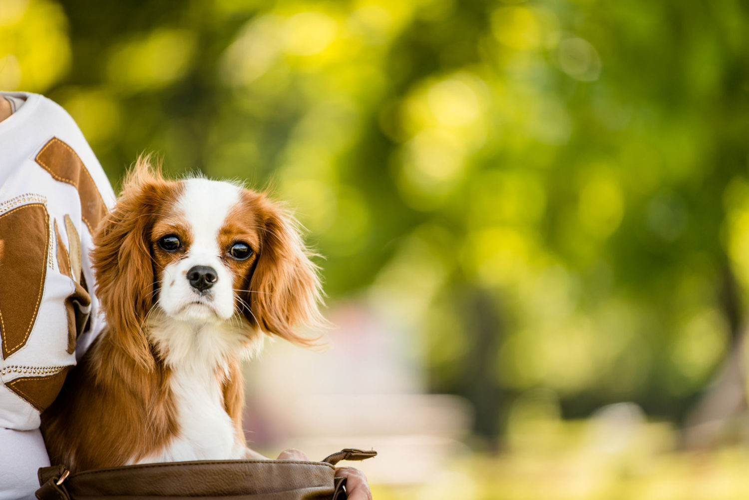 7 Tips For Moving Overseas With Your Pet HealthyPets Blog