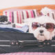 small dog maltese sitting in the suitcase or bag wearing sunglasses and waiting for a trip