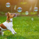 puppy jack russell playing with soap bubbles in