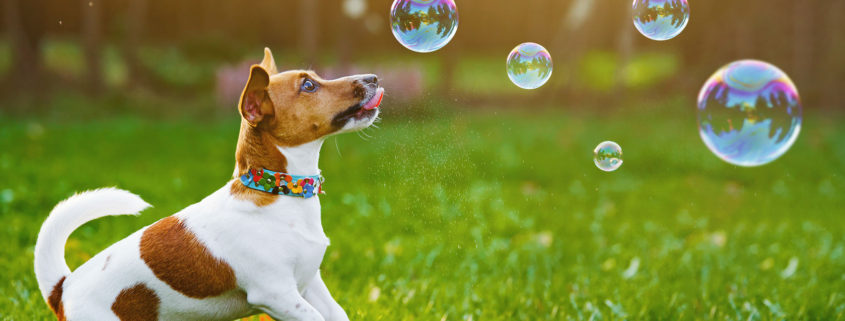 puppy jack russell playing with soap bubbles in