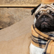 cute pug dog in checkered scarf sitting on pillows on