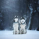 dog sitting outdoors in christmas trees, winter mood, blue color winter landscape