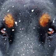eyes-and-the-snow-flakes-1133707_1920