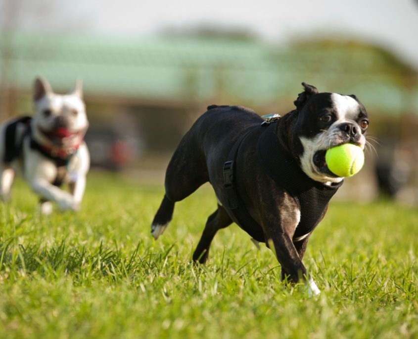 two french bulldog playing fetch in a park