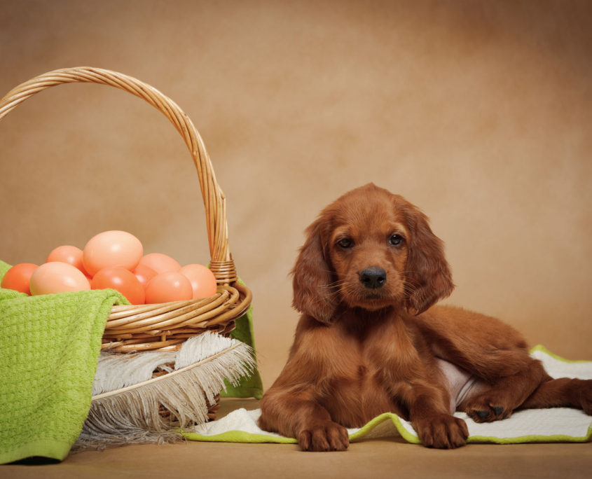 puppy and basket with easter eggs, horizontal, studio