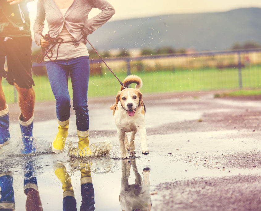 young couple walk dog in rain. details of wellies splashing in puddles.