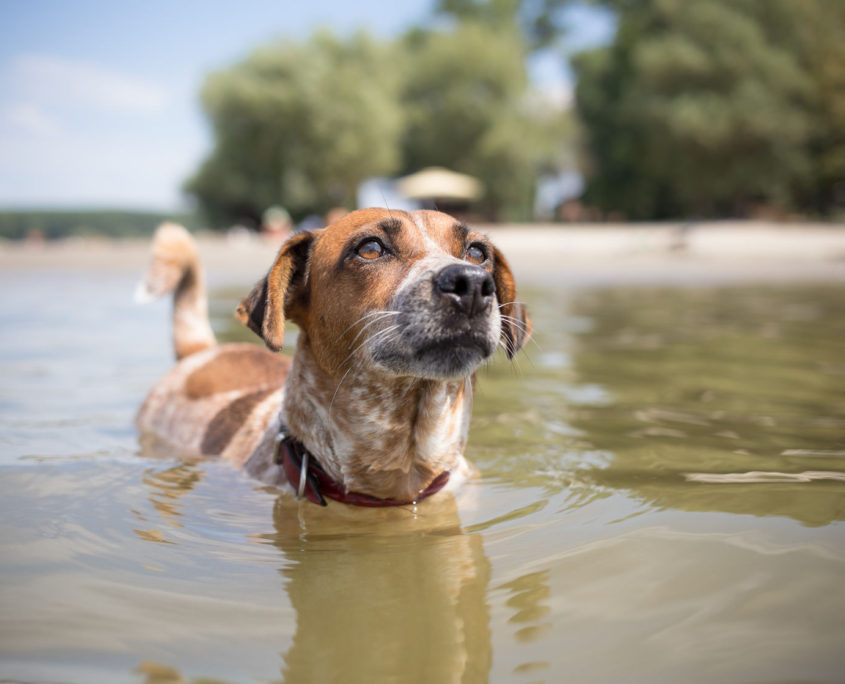cute mixed breed dog swimming on vacation