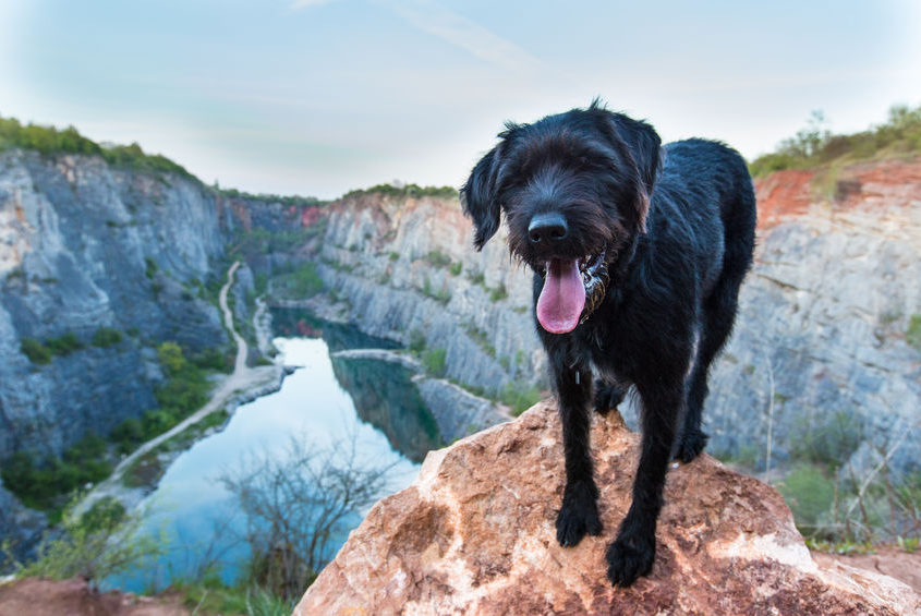beautiful mutt black dog on mountain rock with a flooded quarry.