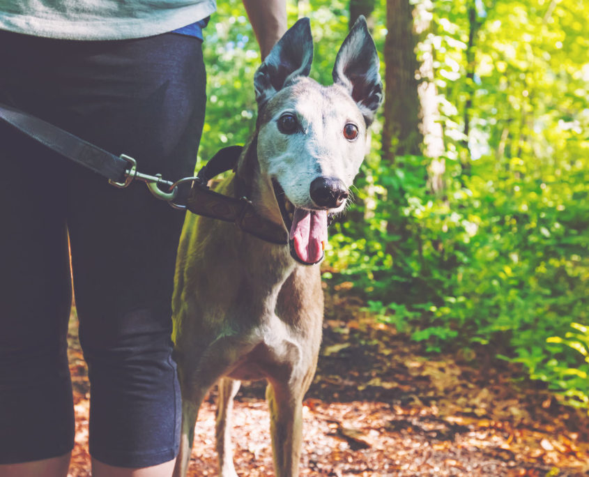 young woman with her greyhound on a forest trail