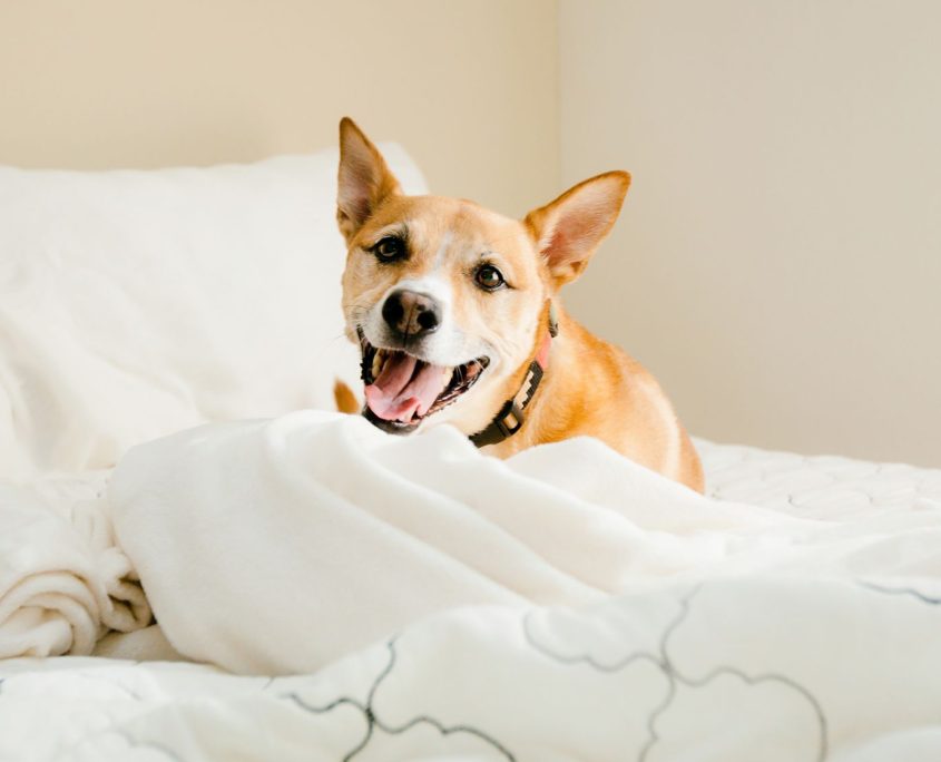 smiling dog on bed