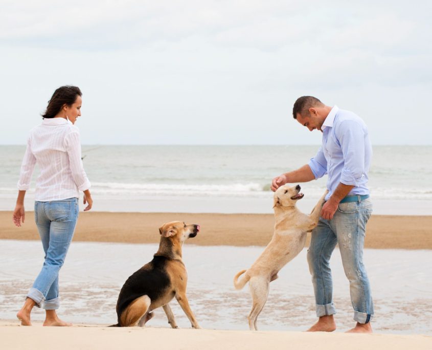 portrait of a happy couple with dogs at the beach
