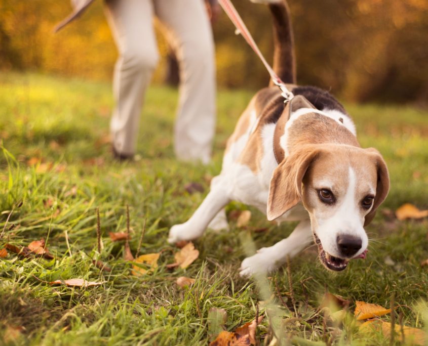 senior woman walking her beagle dog in countryside