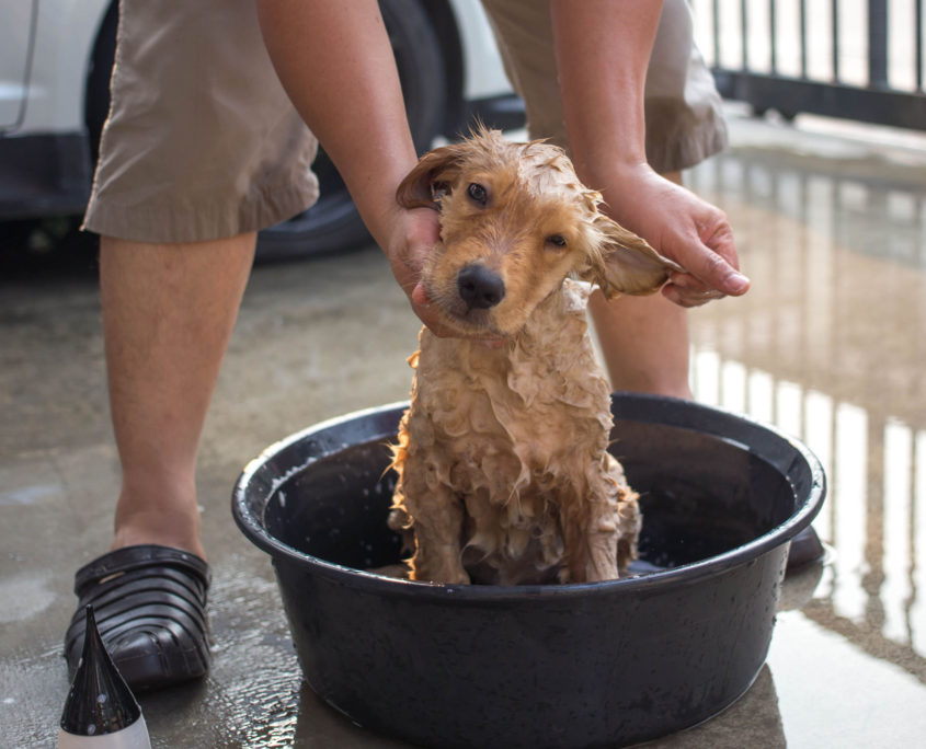 golden retriever puppy gets a bath