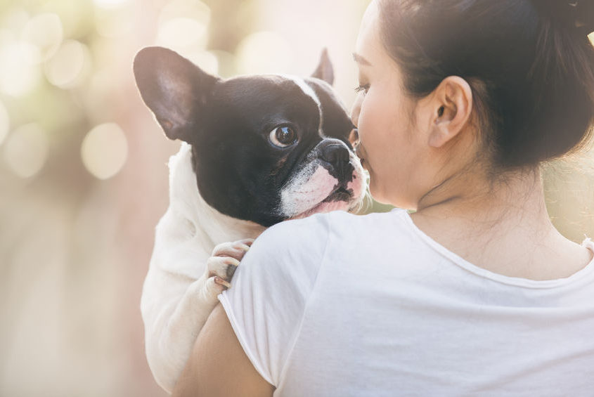 french bulldog is cute kissing girl. she carry on a dog.