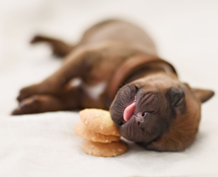 newborn puppy sleeps on cookies sweet dream