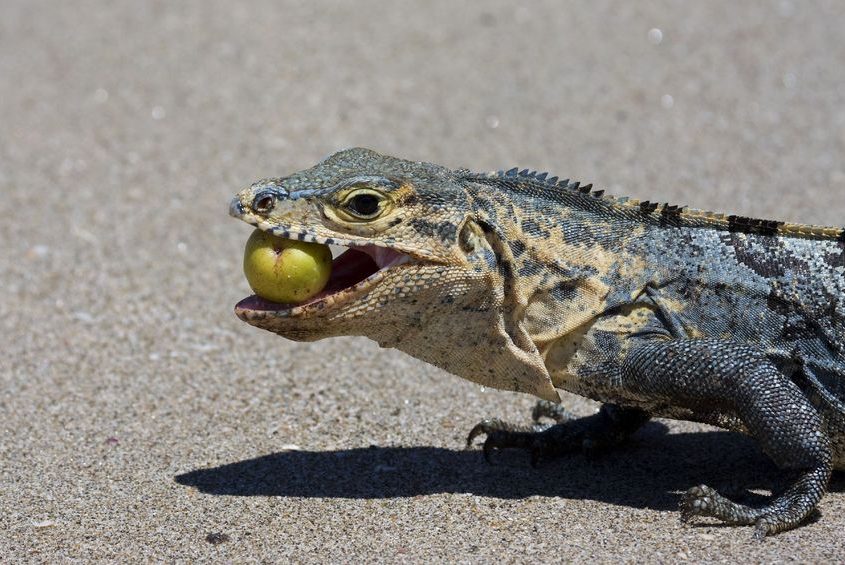 4723145 iguana eating fruit from local tree HealthyPets Blog