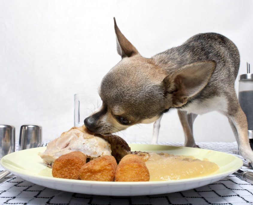 chihuahua eating food from plate on dinner table