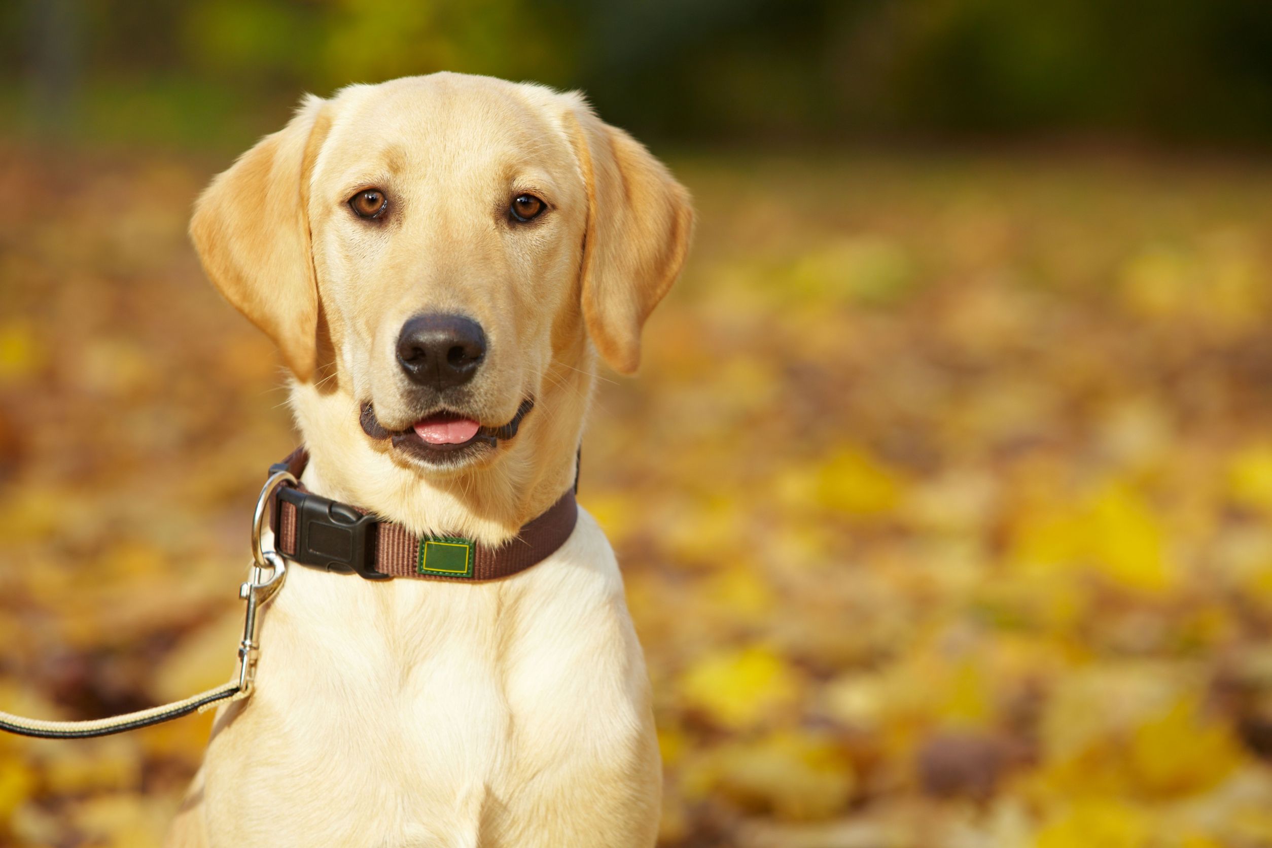 3 Dog Behaviors We Can Solve Chewing Digging And Barking Healthypets Blog