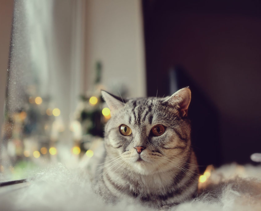 window with a winter pattern and lights sitting cat british breed
