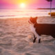 cat walking on the beach at sunset