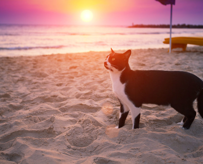 cat walking on the beach at sunset