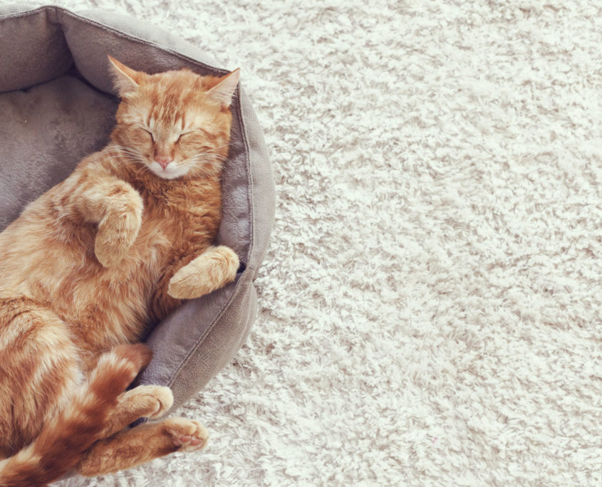 a ginger cat sleeps in his soft cozy bed on a floor carpet