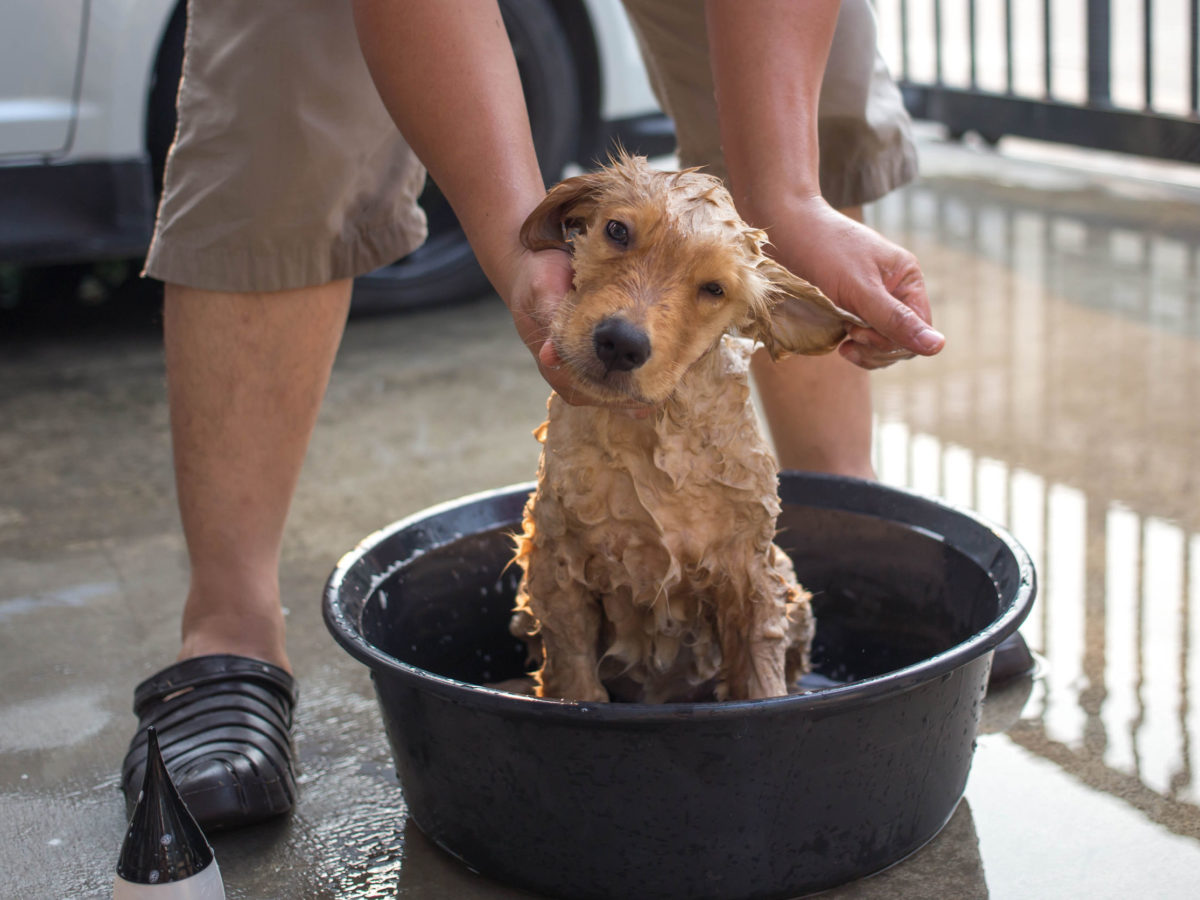 best shampoo for an itchy dog