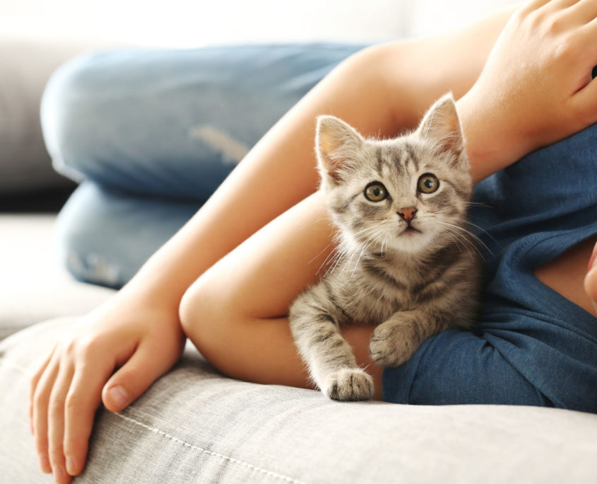 child with kitten on grey sofa at home