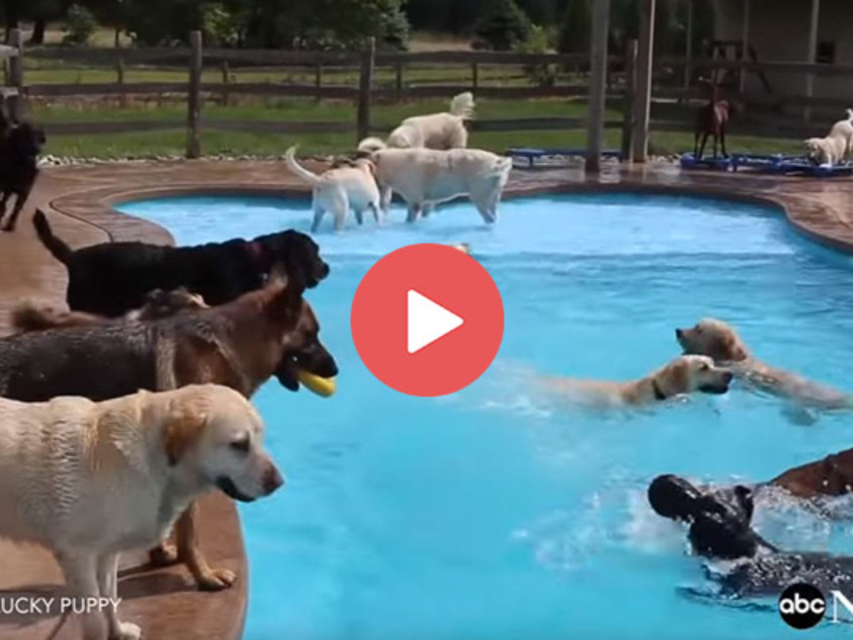 Puppy Pool Party Sign Us Up Healthypets Blog