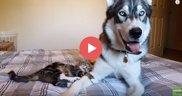 Husky with separation anxiety finds the pawfect friend