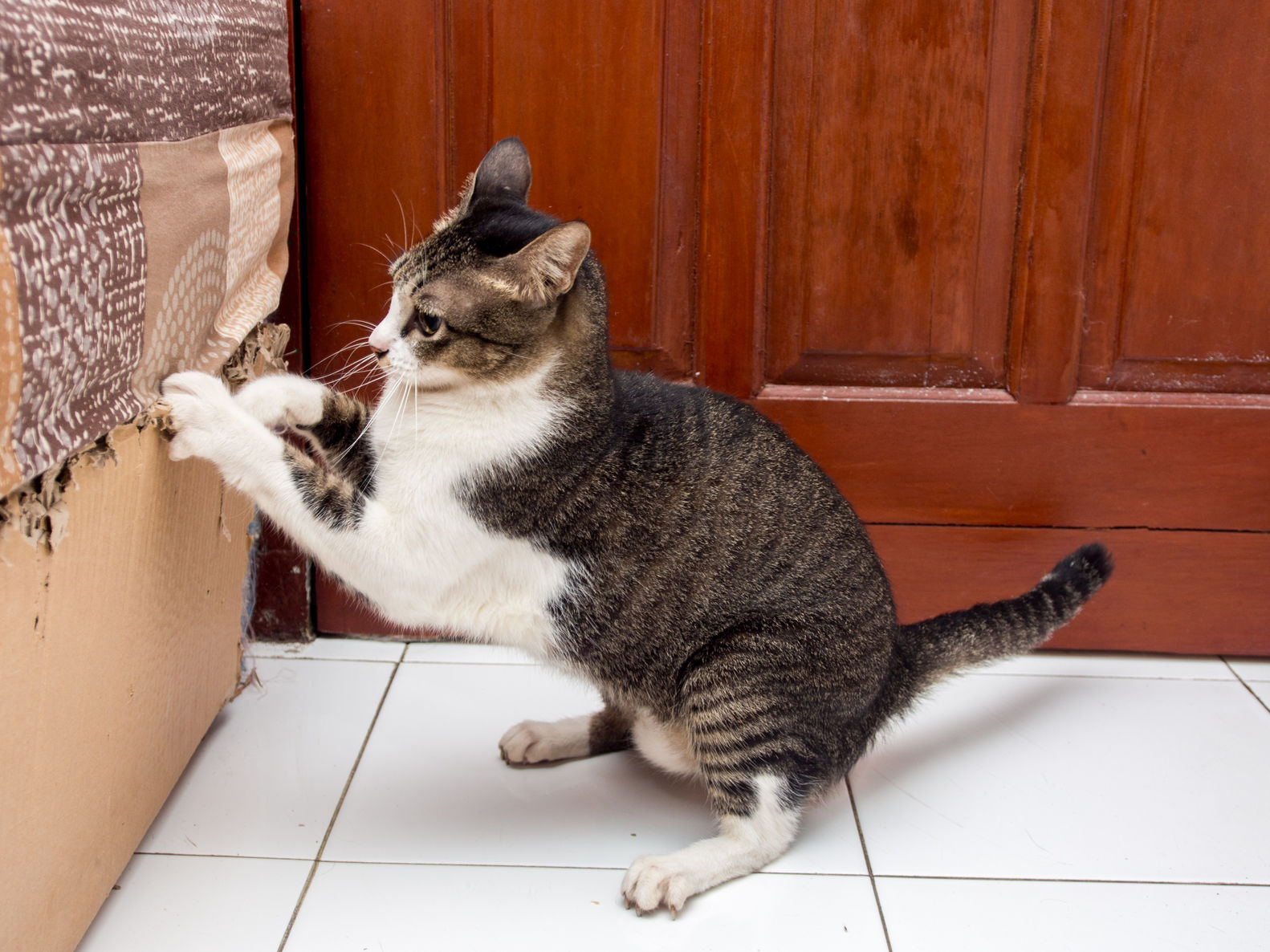 6 Ways To Prevent Your Cat From Scratching The Furniture