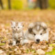 alaskan malamute puppy and scottish kitten lying together in autumn park.