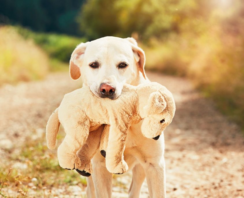 yellow labrador retriever on the walk in rural landscape. dog is holding his plush toy of the dog in mouth.