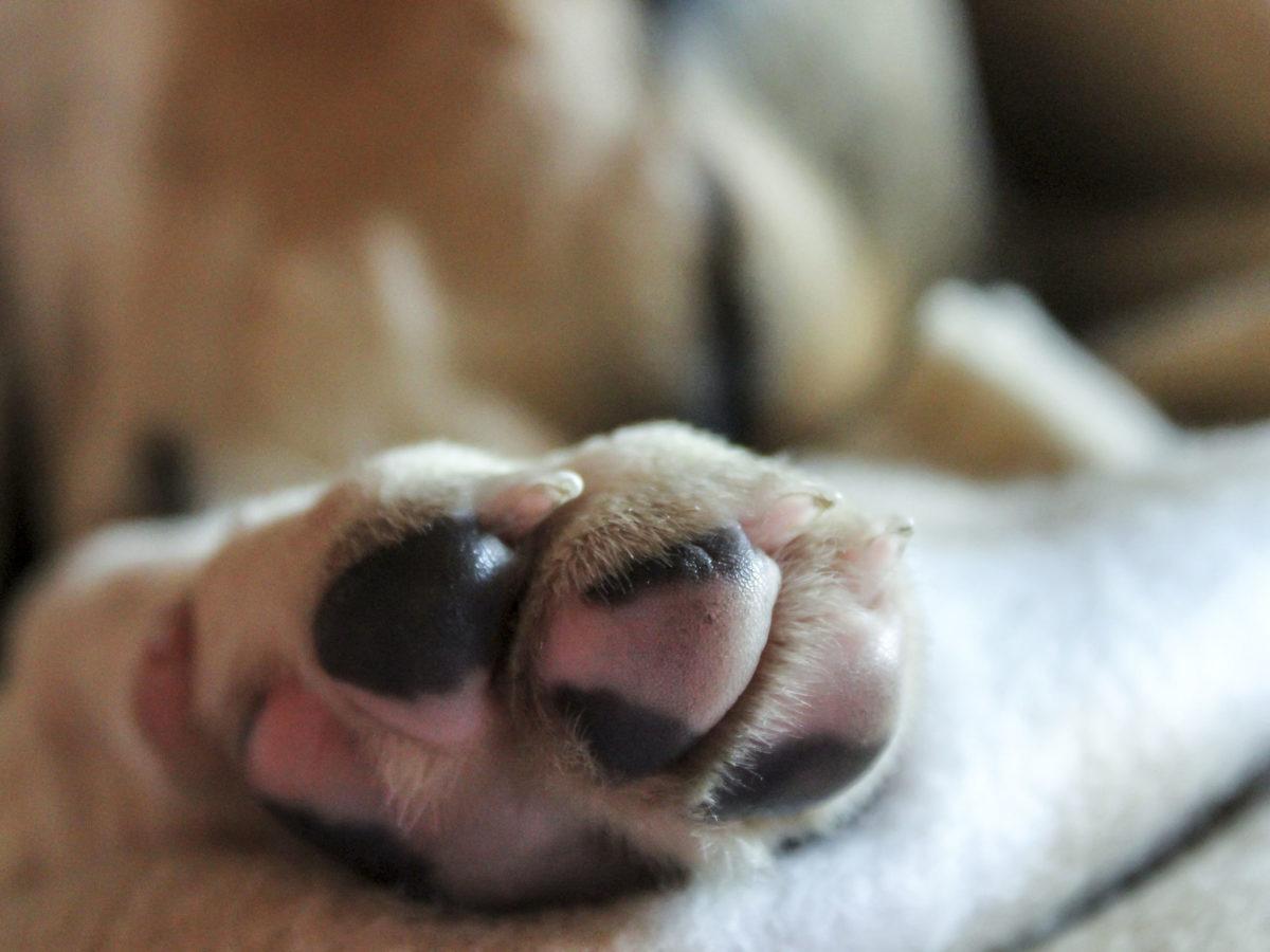 how to treat dog paws in winter