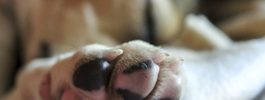 puppy paw