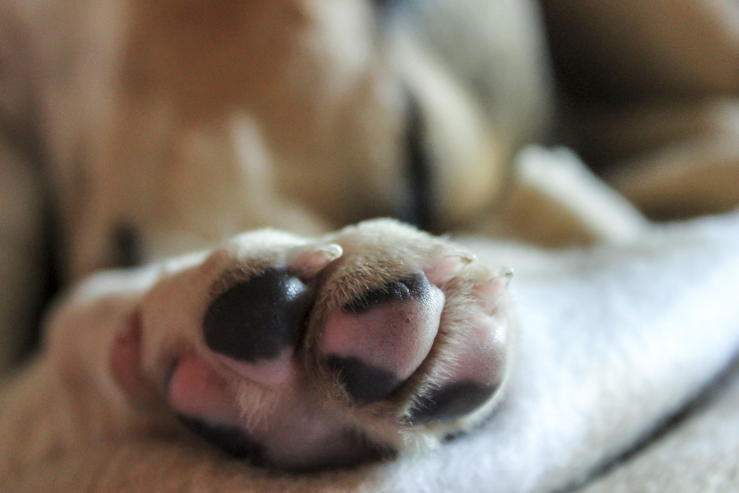 How to Treat Paws | HealthyPets