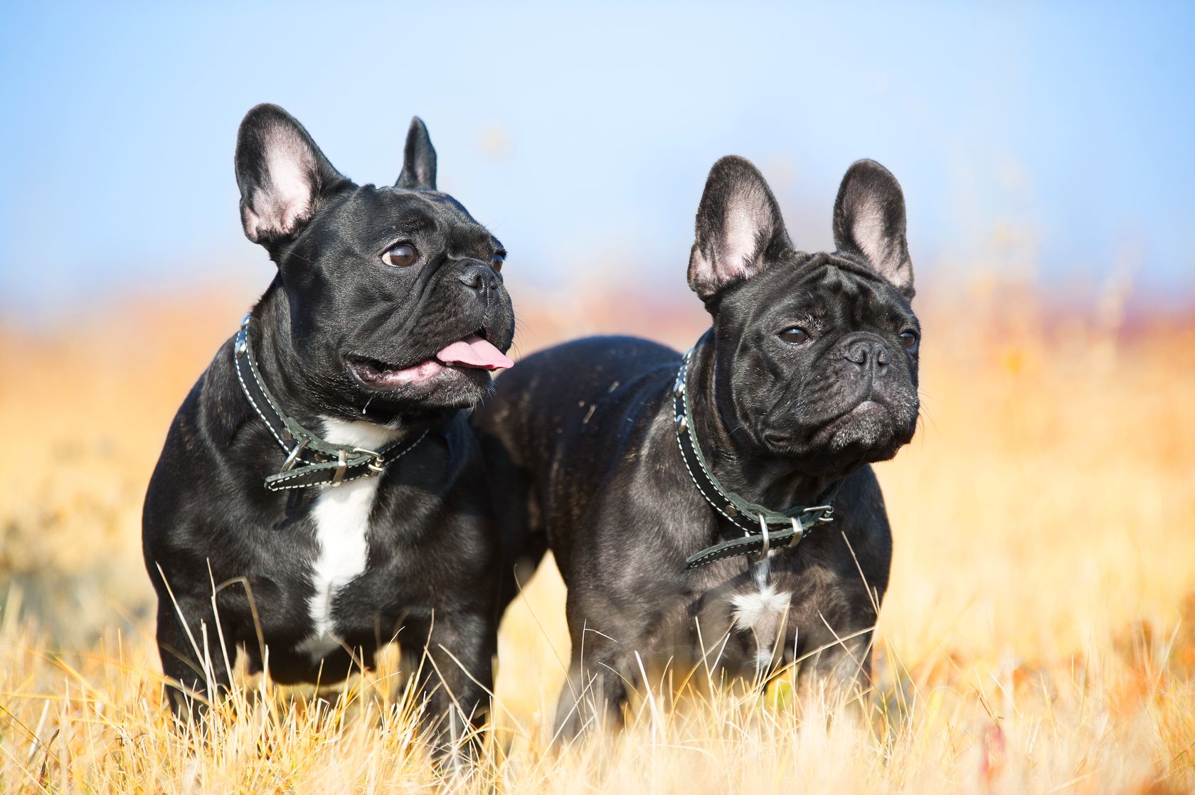 two french bulldogs portrait